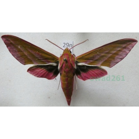 Deilephila elpenor (Linnaeus, 1758) Zmrocznik gładysz Poland29n